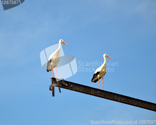 Image of Storks