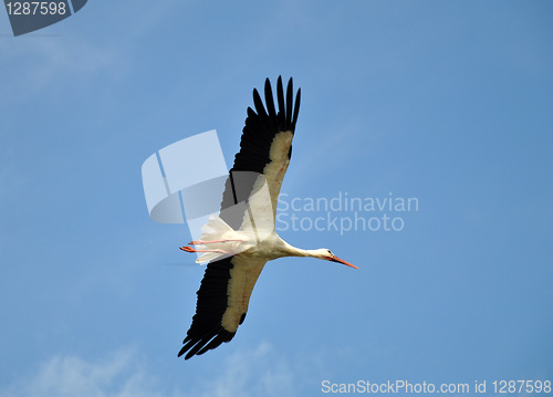 Image of The Stork