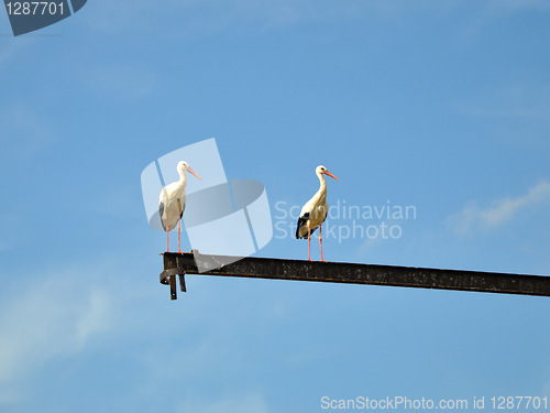 Image of Storks