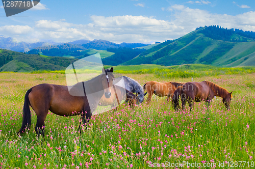 Image of Horses are grazed on a meadow