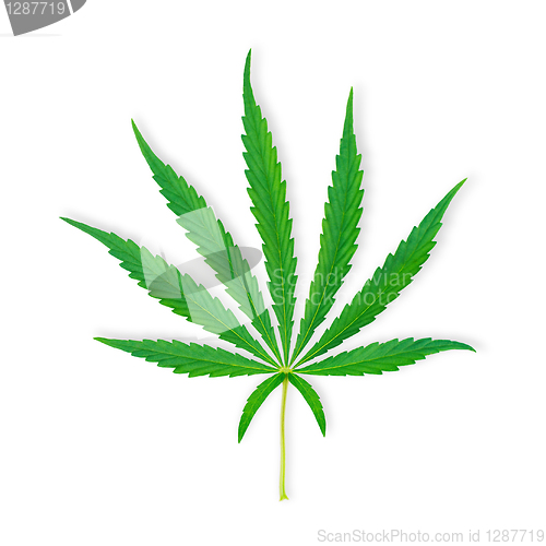 Image of Isolated marihuana leaf