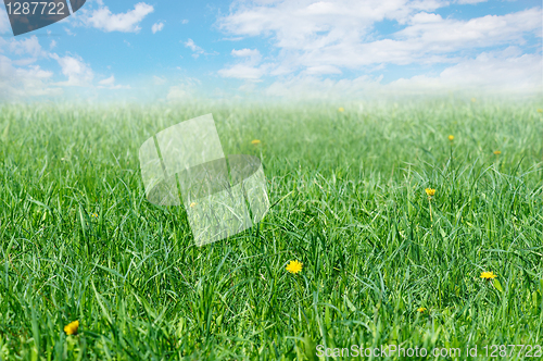 Image of Grassy meadow with yellow colors and the sky with clouds