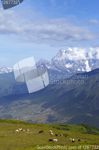 Image of Landscape with snowy mountains and grazing cow