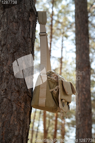 Image of Shoulder bag hanging on pine tree