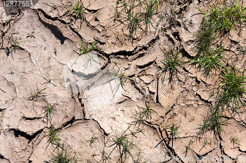 Image of Dry Cracked Earth and Grass