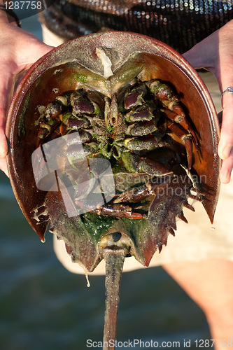 Image of Horseshoe Crab Closeup