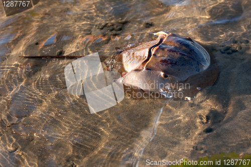 Image of Horseshoe Crab Swimming
