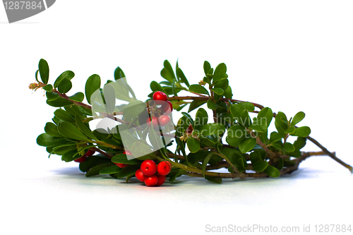 Image of Red Ñowberry and Green Leaves Isolated