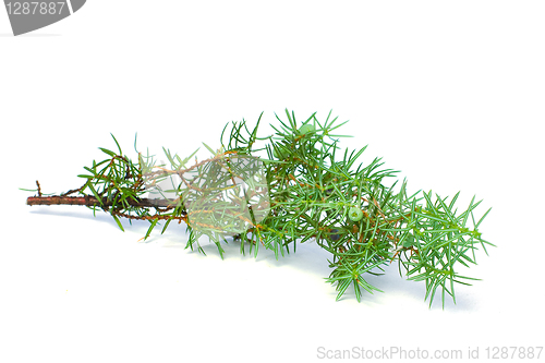 Image of Juniper Green Branch with Berry Isolated on White