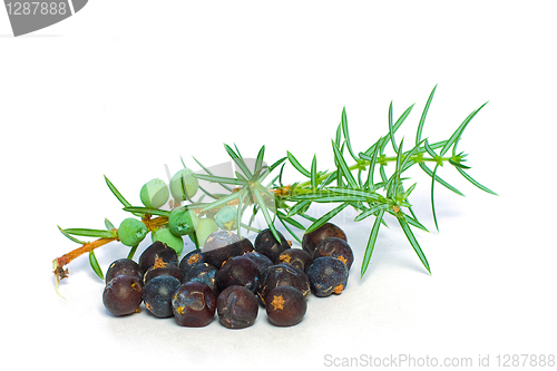 Image of Juniper Berry and Green Branch Isolated - Closeup
