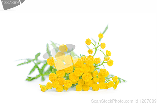 Image of Summer Yellow Flowers Tansy Isolated on White Background