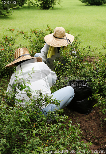 Image of Gardening together