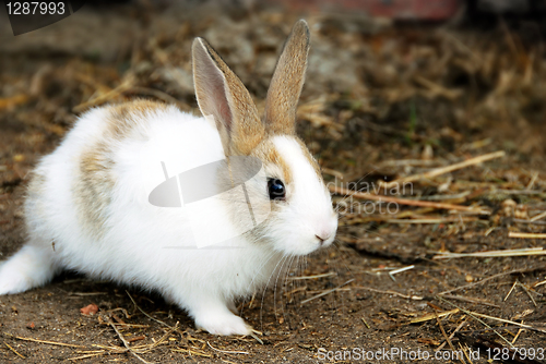 Image of Bunny Rabbit