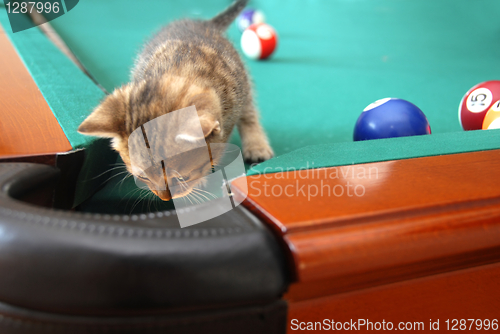 Image of Curious baby cat