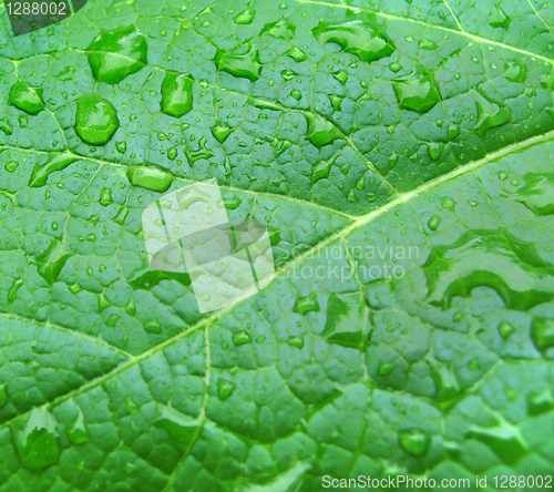 Image of drops on green leaf