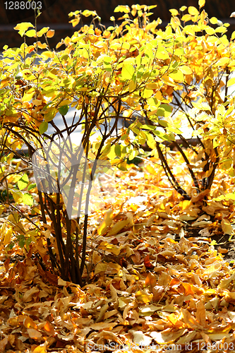 Image of autumn bushes glowing in the sunlight