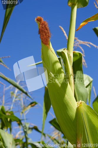 Image of Top corn