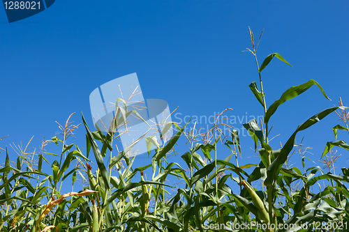 Image of Corn plants