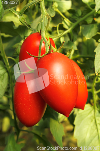 Image of Ripe red tomatoes