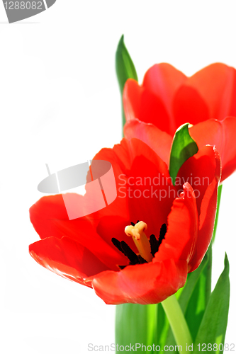 Image of red tulips