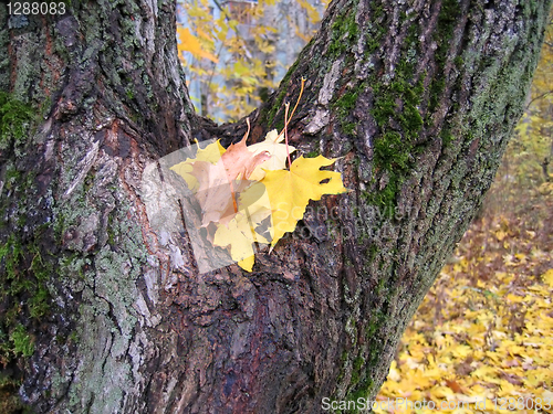 Image of autumn leaves