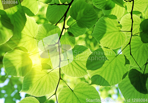 Image of fresh green foliage