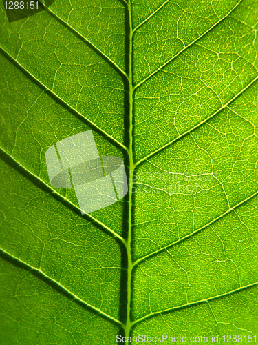 Image of green leaf texture       