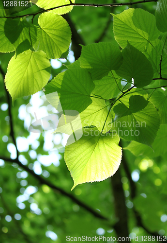 Image of fresh spring foliage