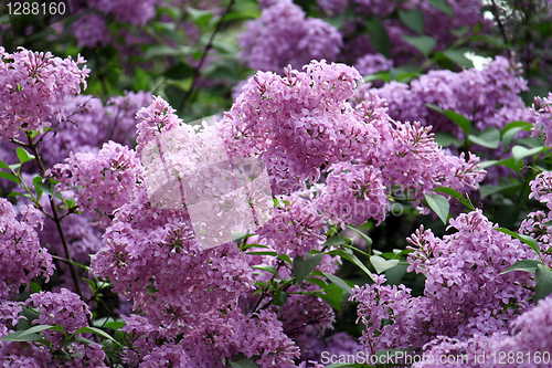 Image of blossoming lilac