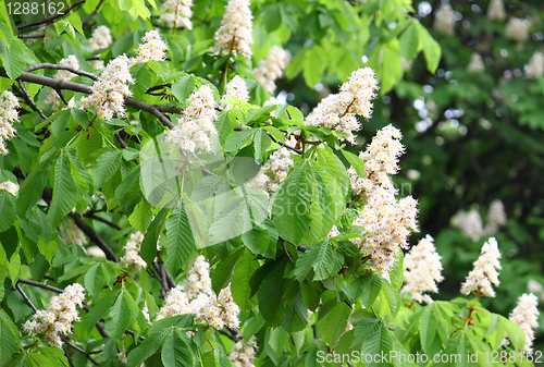 Image of blossoming chestnut tree