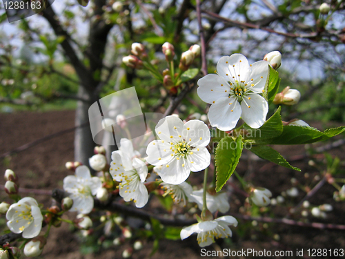 Image of blossoming tree