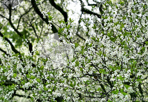 Image of blossoming tree