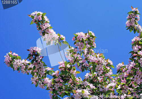 Image of branch of a blossoming tree on blue sky