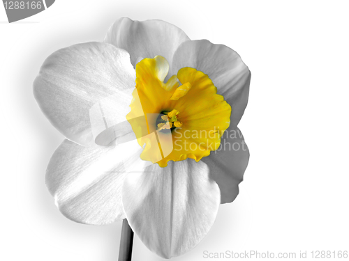 Image of daffodils (narcissus) isolated on white