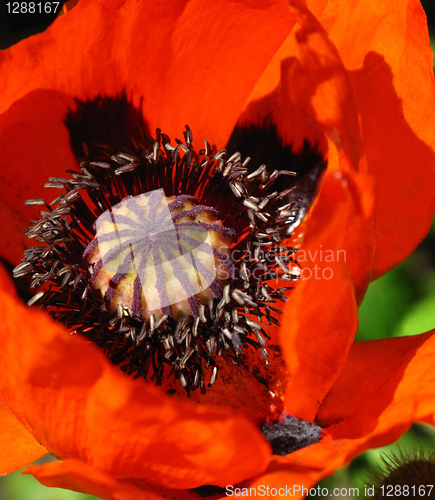 Image of blooming red poppy close up