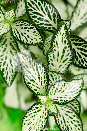 Image of Green leaves