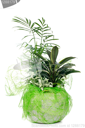 Image of Houseplant