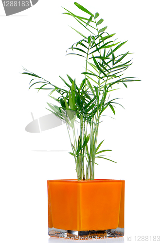 Image of Houseplant