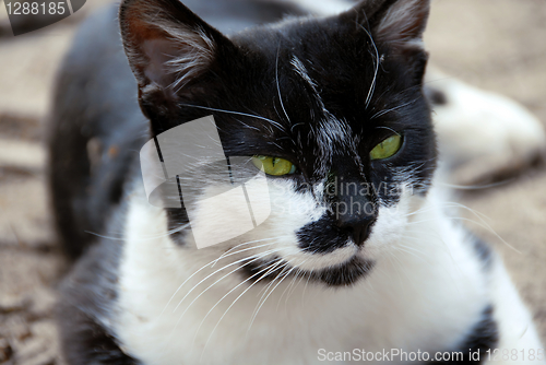 Image of Green-eyed cat