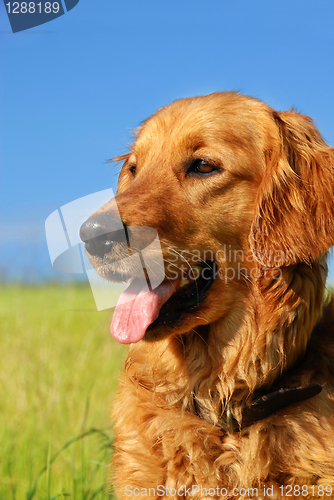 Image of Golden retriever dog portrait