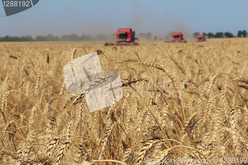 Image of Ears of wheat against the harvesters and field, harvesting wheat