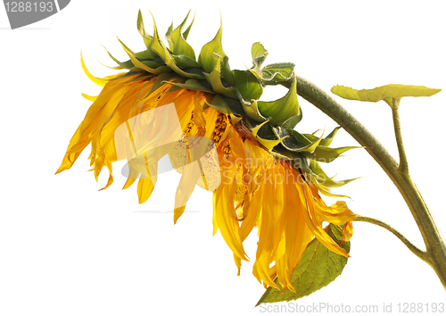 Image of Ripe sunflower isolated on a white background