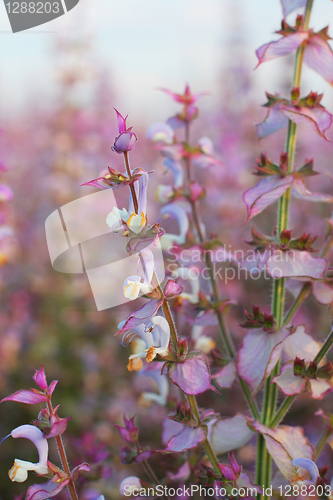 Image of Wildflowers