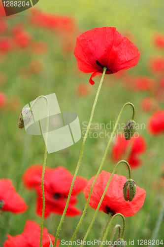 Image of field of poppies