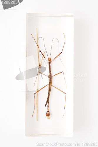 Image of Stick insect