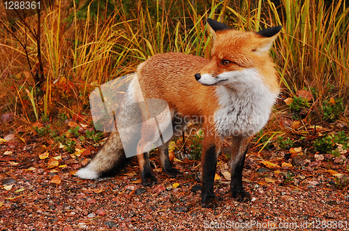 Image of Wild fox