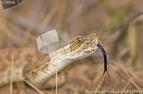 Image of Snake in the grass