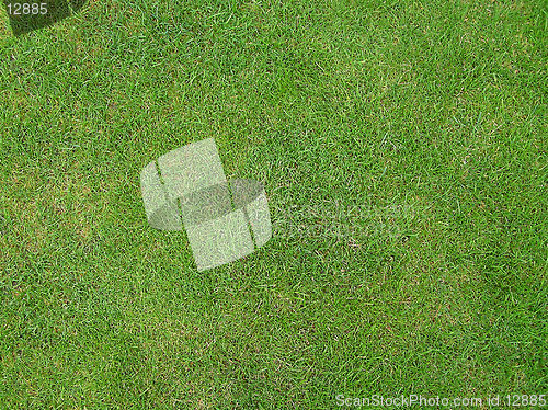 Image of Green Grass