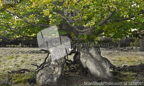 Image of old tree