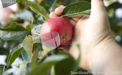 Image of apple picking